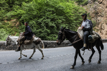 «جاده چالوس»؛ گذرگاه بهاری عشایر