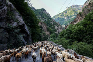 «جاده چالوس»؛ گذرگاه بهاری عشایر