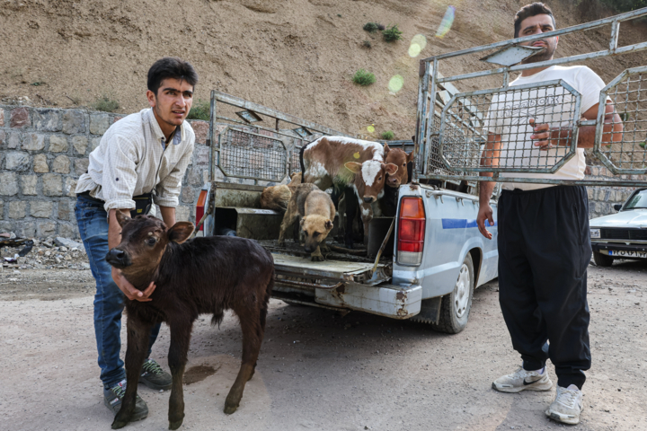 «جاده چالوس»؛ گذرگاه بهاری عشایر