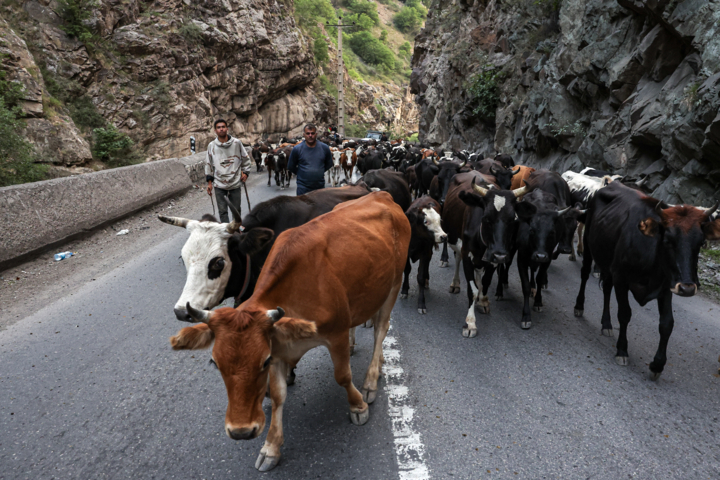 «جاده چالوس»؛ گذرگاه بهاری عشایر