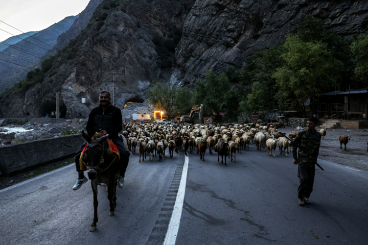 «جاده چالوس»؛ گذرگاه بهاری عشایر