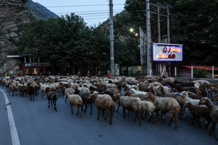 «جاده چالوس»؛ گذرگاه بهاری عشایر