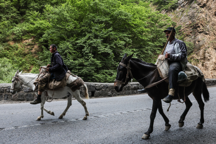 «جاده چالوس»؛ گذرگاه بهاری عشایر