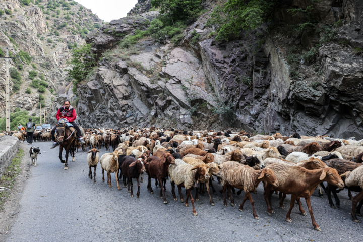 «جاده چالوس»؛ گذرگاه بهاری عشایر