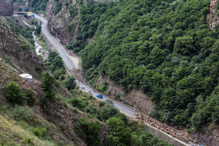 «جاده چالوس»؛ گذرگاه بهاری عشایر