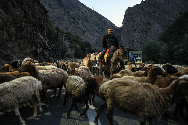 «جاده چالوس»؛ گذرگاه بهاری عشایر