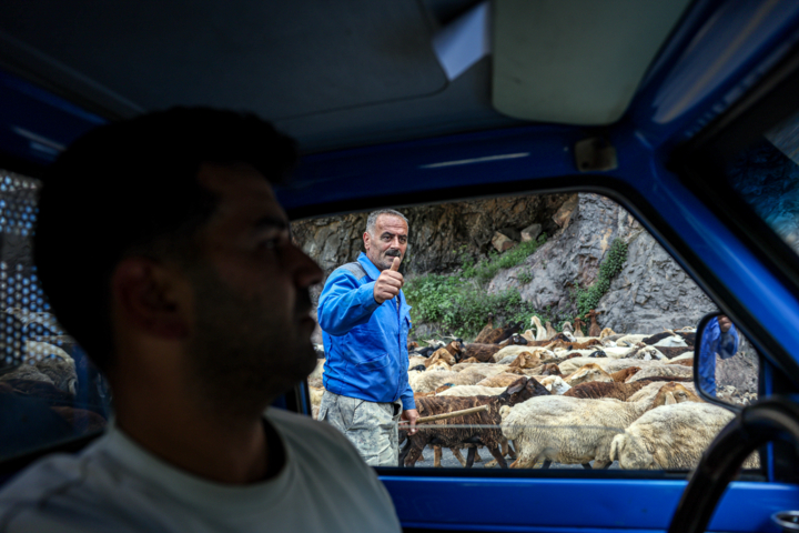 «جاده چالوس»؛ گذرگاه بهاری عشایر