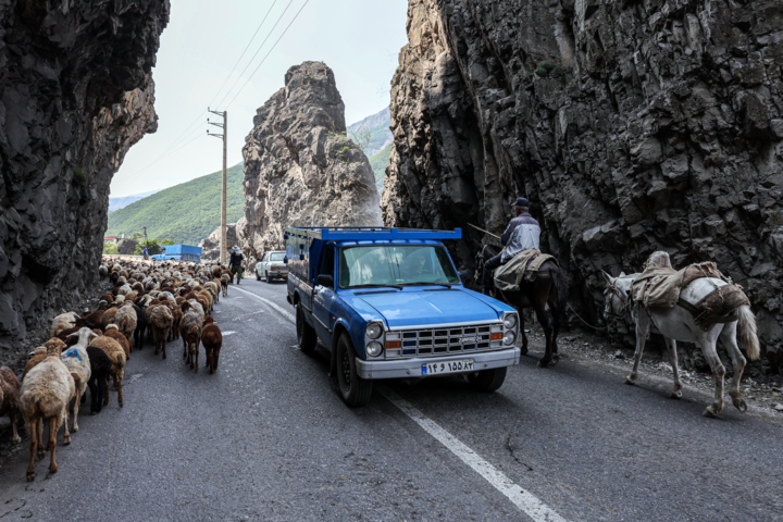 «جاده چالوس»؛ گذرگاه بهاری عشایر