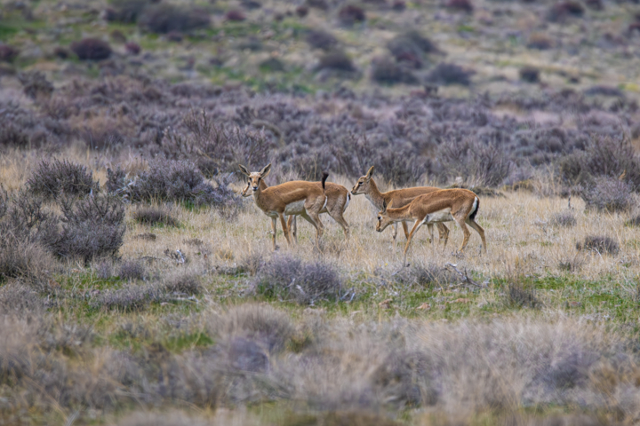محیط زیستی حیاتبخش با رویکردی جدید در کرمان