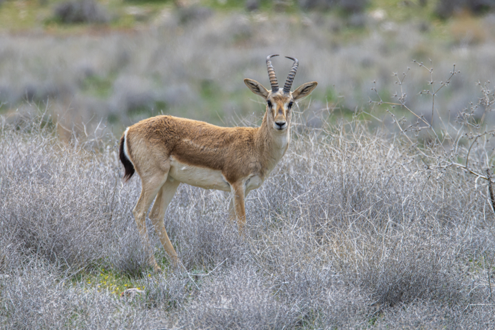 رشد ۱۲ درصدی مناطق حفاظت شده/ برای ۲۵ گونه در خطر انقراض برنامه تهیه شده است