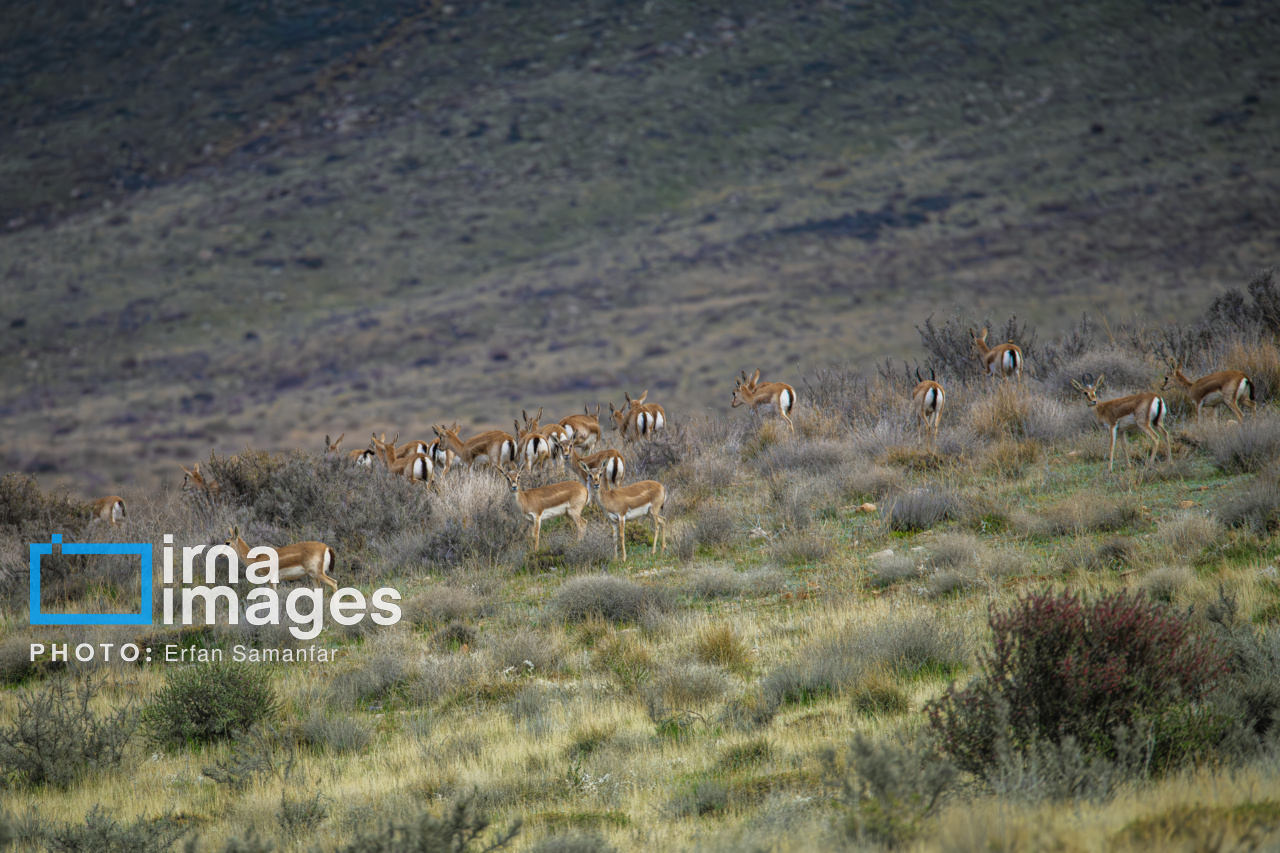 رشد ۱۲ درصدی مناطق حفاظت شده/ برای ۲۵ گونه در خطر انقراض برنامه تهیه شده است رشد ۱۲ درصدی مناطق حفاظت شده/ برای ۲۵ گونه در خطر انقراض برنامه تهیه شده است