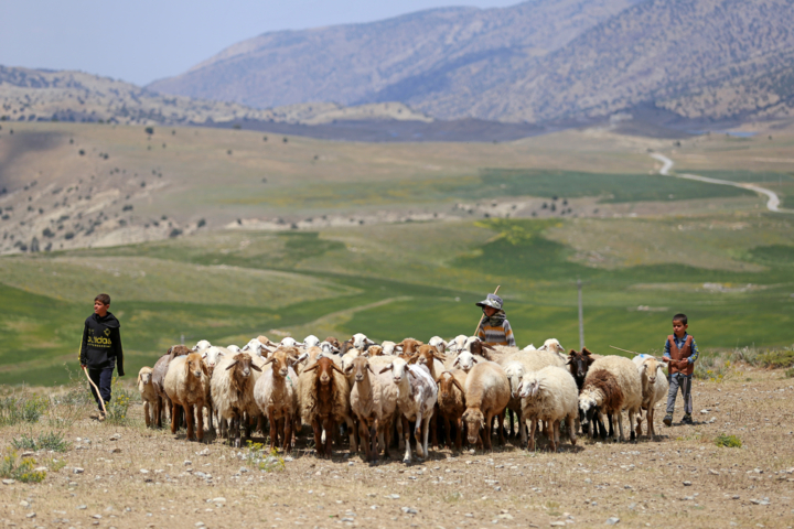 دام ایرانی، گوشت وارداتی؛ تضاد سیاستها در تنظیم بازار پروتئین
