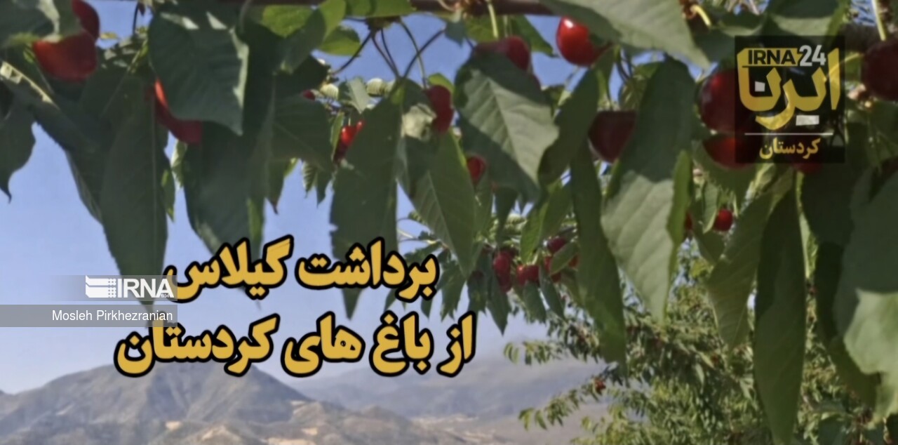 فیلم | برداشت گیلاس از باغ های کردستان