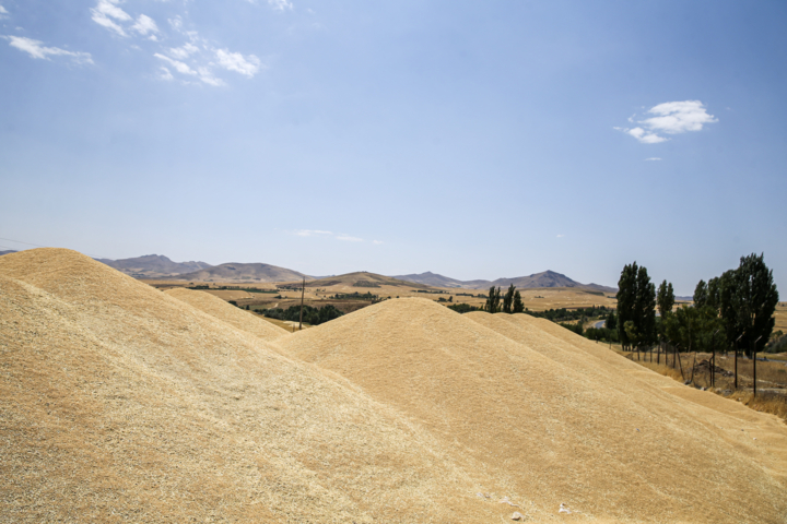 گندمکاران در انتظار اعلام قیمت خرید تضمینی