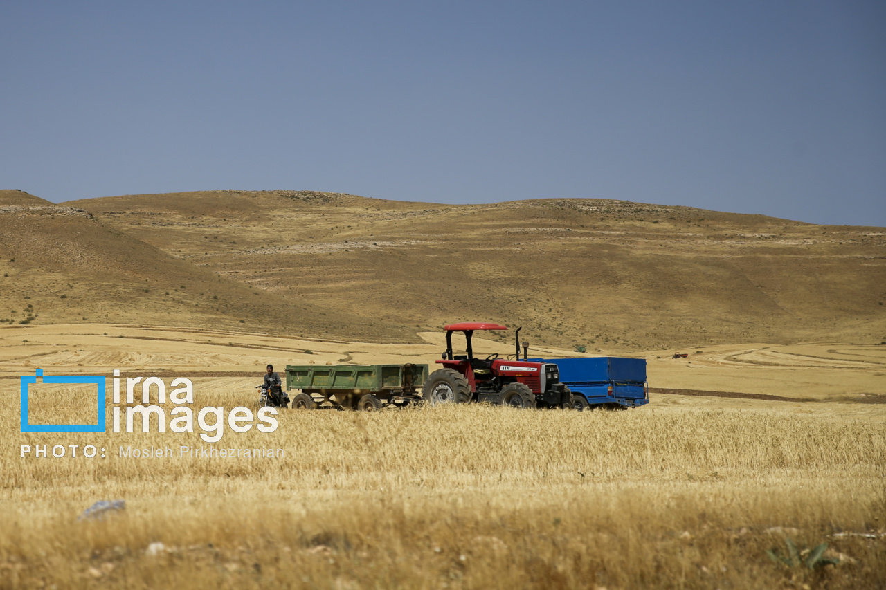 Guaranteed wheat purchase begins in Kurdistan