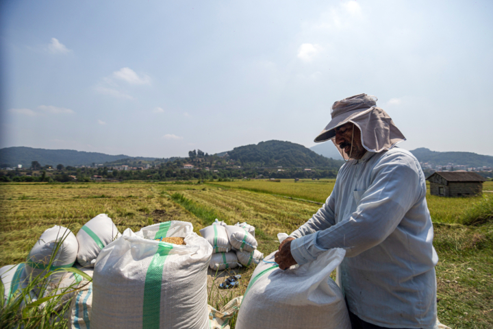 افزایش ۵۰ درصدی کارمزد شالیکوبیهای مازندران؛ بازار عمده فروشی برنج رونق نسبی گرفت