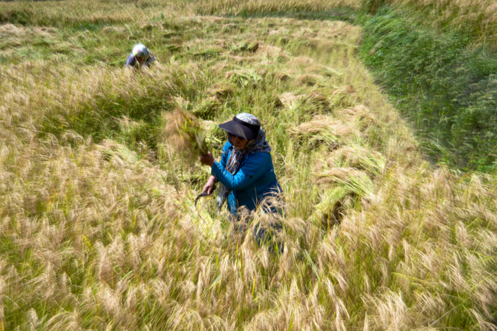 سایه رکود بر سر بازار برنج مازندران