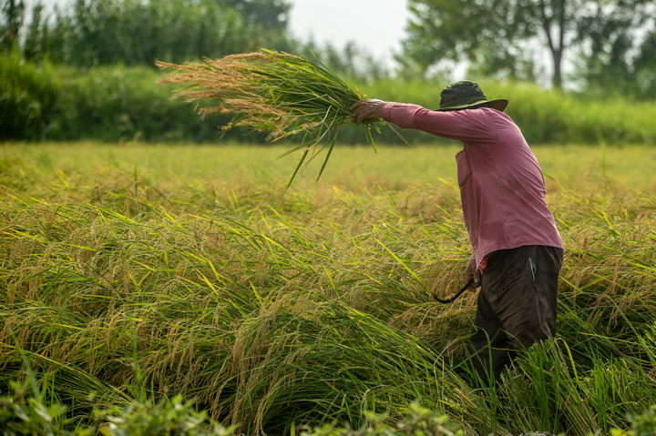 افزایش ۵۰ درصدی کارمزد شالیکوبیهای مازندران؛ بازار عمده فروشی برنج رونق نسبی گرفت