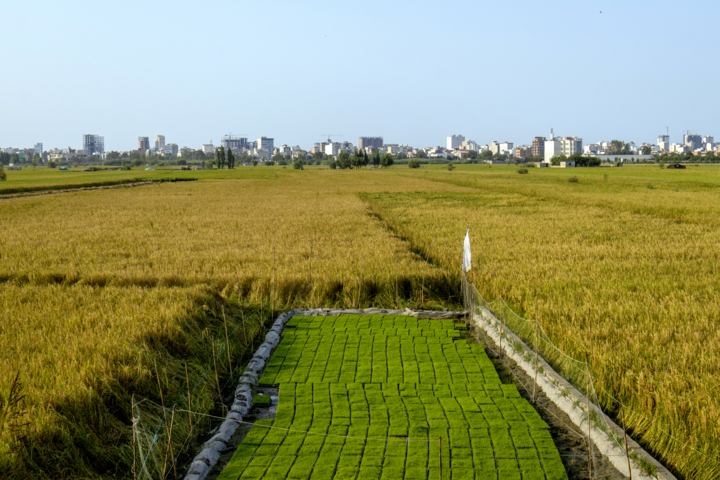 تحلیلی بر علل کاهش زمین‌های کشاورزی شمال