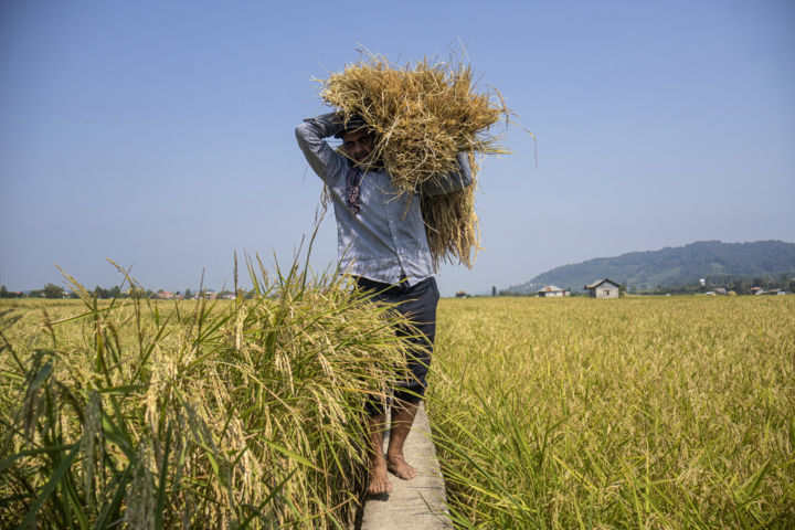 گرانی برنج و تغییر سبد غذایی خانوار در خوزستان