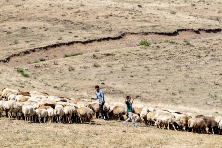 قاب زندگی/ کوچ عشایر قاراداغ؛ سفر جاودانه انسان و طبیعت