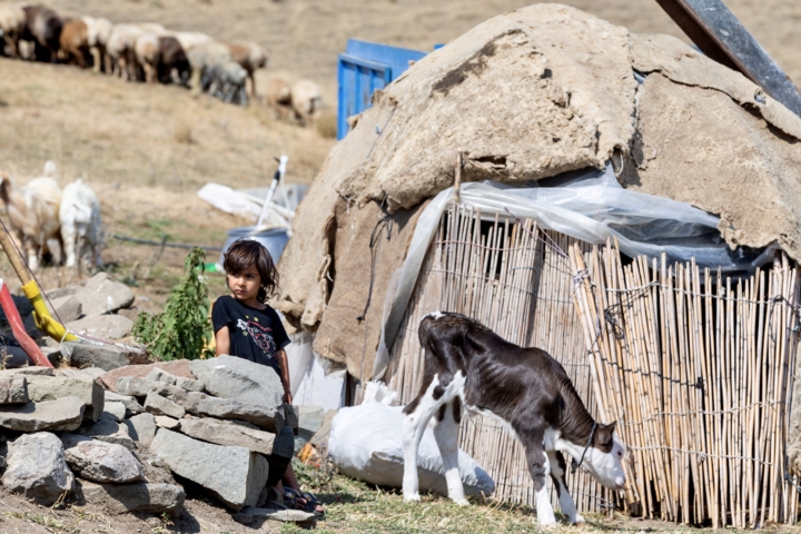 قاب زندگی/ کوچ عشایر قاراداغ؛ سفر جاودانه انسان و طبیعت