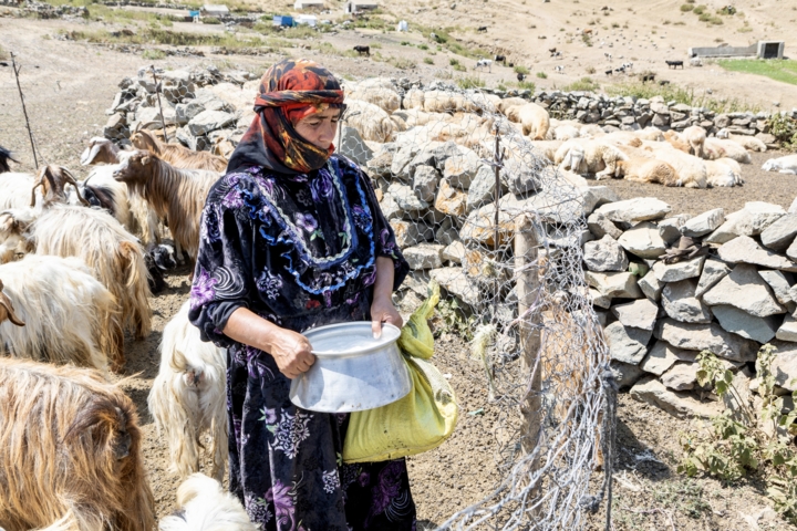 قاب زندگی/ کوچ عشایر قاراداغ؛ سفر جاودانه انسان و طبیعت