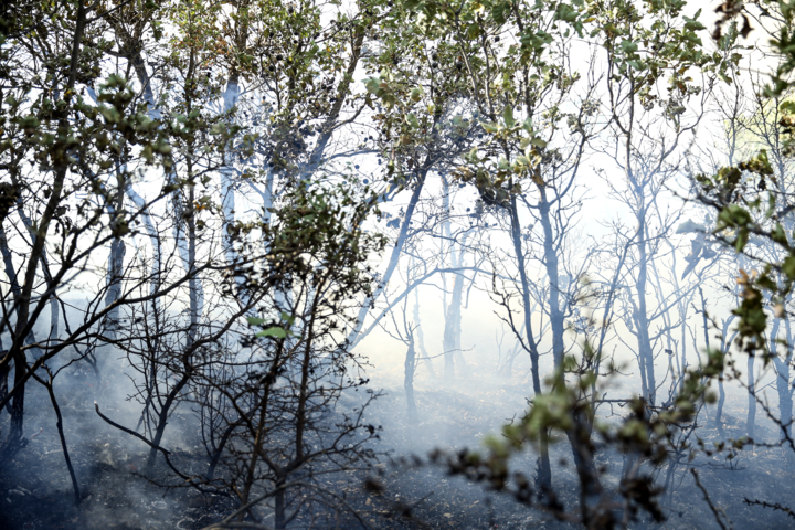 استاندار مازندران: طبق تصاویر ماهوارهای هشت هکتار از جنگل الیت درگیر آتشسوزی است