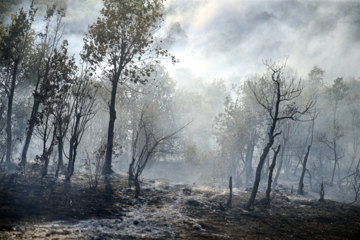 اعزام بالگرد برای مهار آتش در بخشی از جنگل‌های مرزن‌آباد چالوس