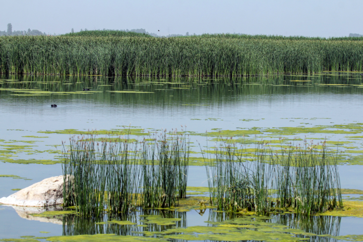 سطح آبگرفتگی دریاچه ارومیه به ۱۶ درصد رسید/تدوین تقویمی دقیق برای رهاسازی حقابه تالابها