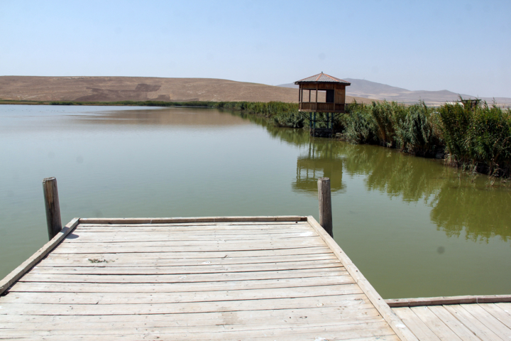 تالاب سولدوز نقده میزبان ۲ گونه نادر اردک سرسفید و طاووسک شد