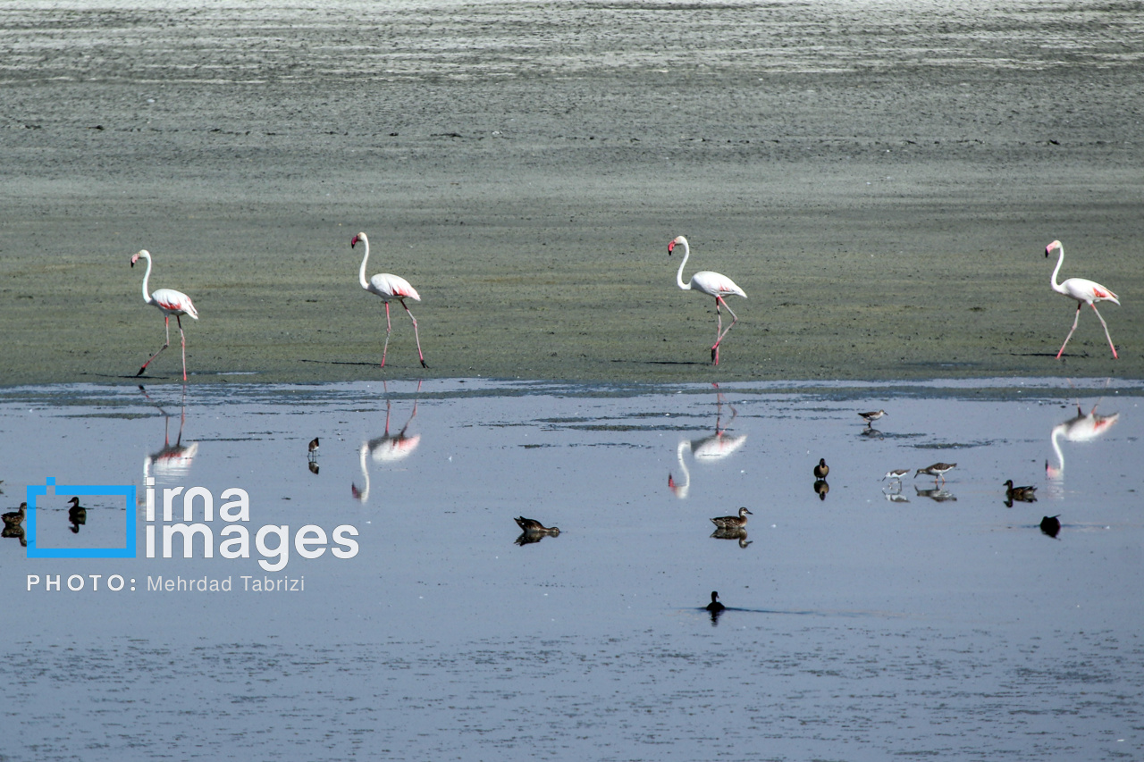 فوتبال و محیط‌زیست در کنار هم/ تالاب‌های کشور به استقلال رسیدند