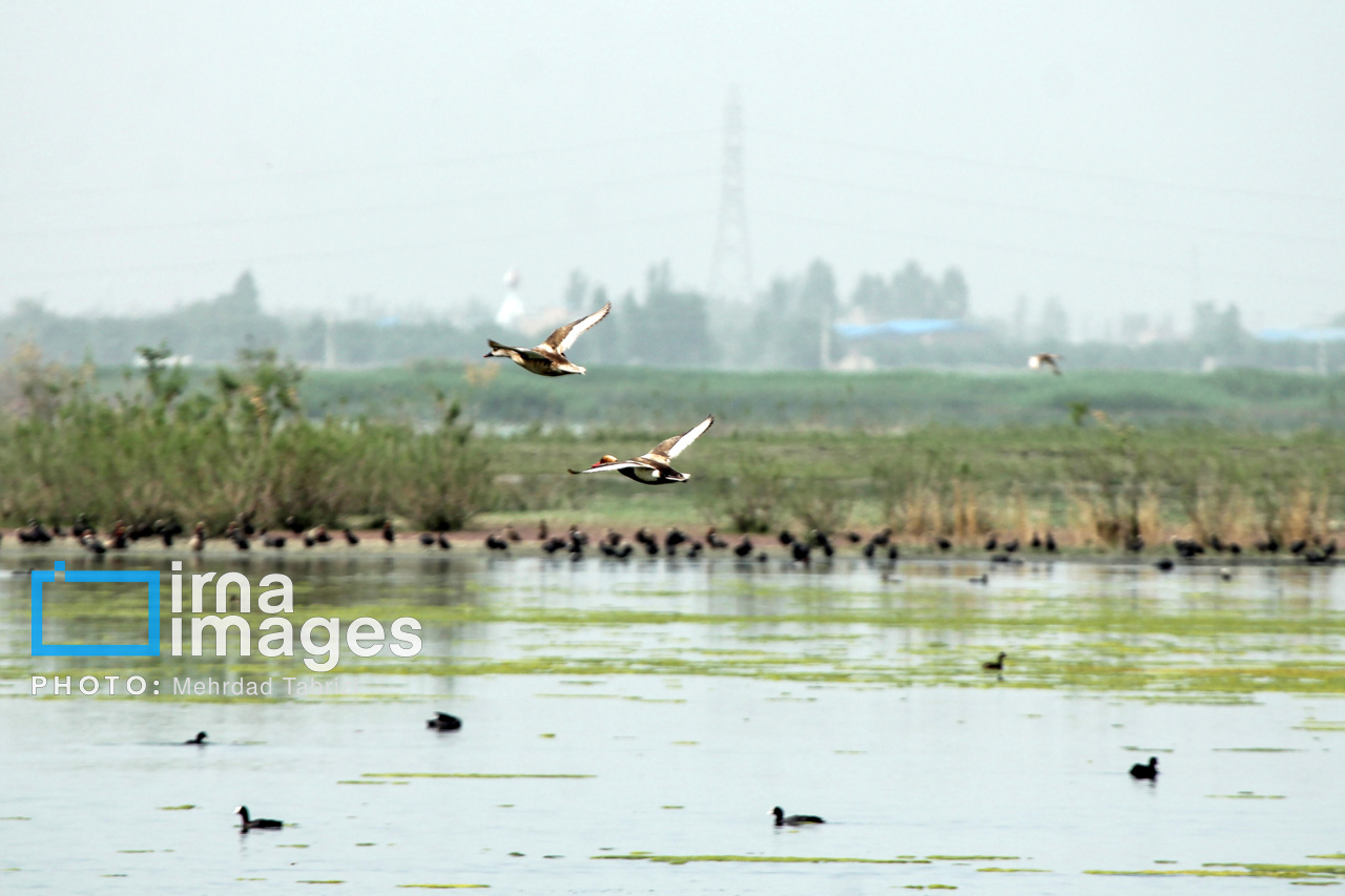 آبگیری سه تالاب حاشیه دریاچه ارومیه؛ پرندگان مهاجر در راه‌اند