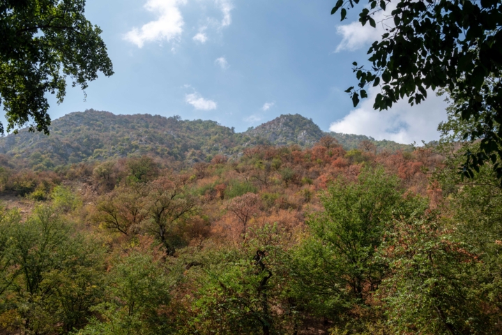 تداوم برنامه راستیآزمایی طرح جنگلداری نوین در هیرکانی