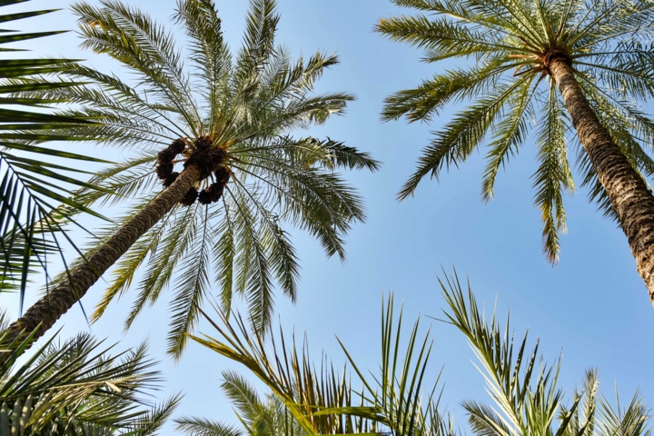 خرمای قیروکارزین؛ طلای شیرین جنوب در بازارهای جهانی