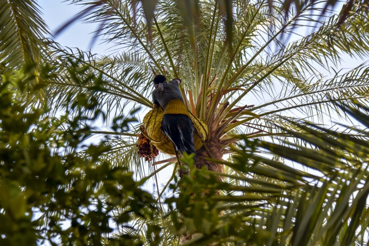 خرمای قیروکارزین؛ طلای شیرین جنوب در بازارهای جهانی