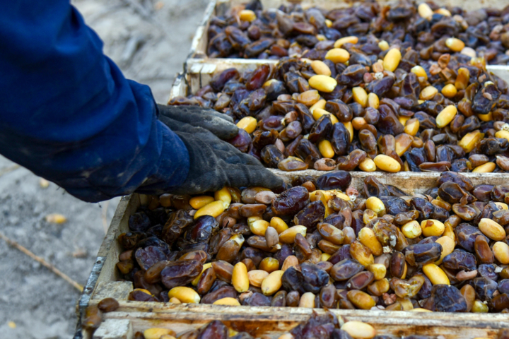 کشاورزی بوشهر در مسیر افزایش تولید، امنیت غذایی و اشتغال پایدار