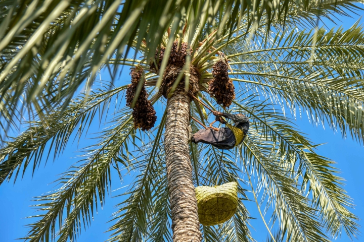 رویداد بین‌المللی خرمای بوشهر؛ طلای شیرین جنوب در مسیر توسعه