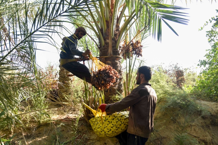 «پیارم»؛ طلای قهوهای هرمزگان در صدر خرمای ایران