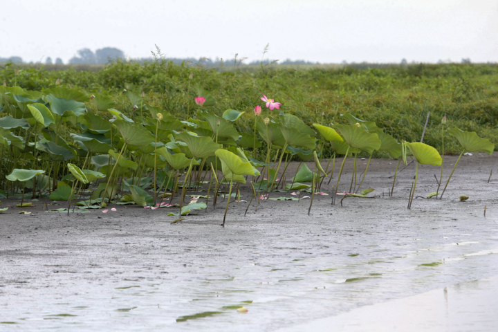 کاهش تراز آب دریای خزر و ضرورت همگرایی کشورهای ساحلی برای مهار بحران