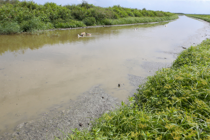 سند رسمی تمامی تالاب‌های کشور صادر می‌شود