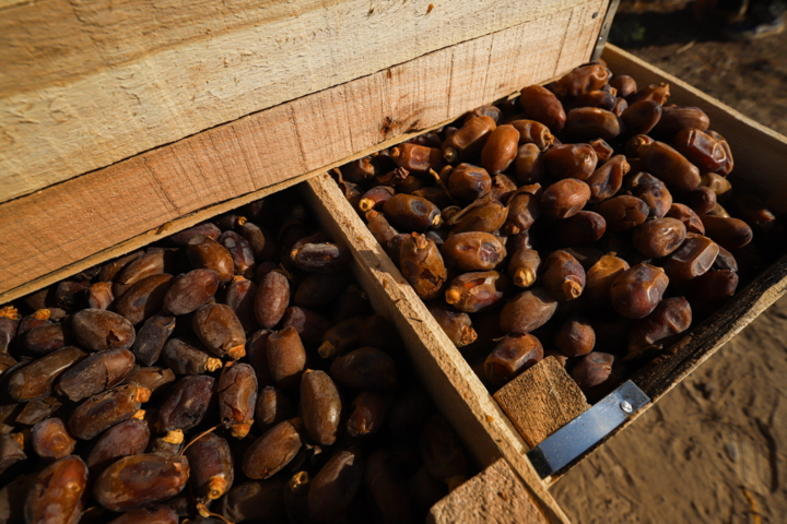 برداشت ۳۳۰ تن خرمای از نخلستانهای ایلام