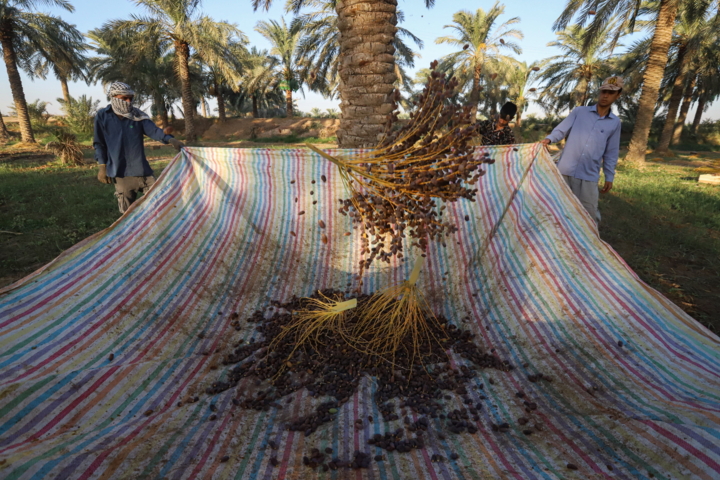 خرمای قیروکارزین؛ طلای شیرین جنوب در بازارهای جهانی