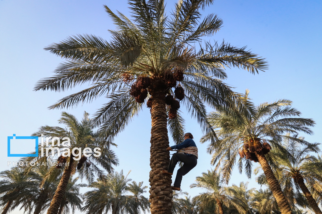 Иран — крупнейший в мире экспортер фиников