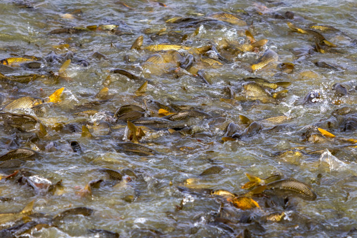 پرورش ماهی در استخرهای ذخیره آب؛ طرحی نو برای رونق کشاورزی دشتستان