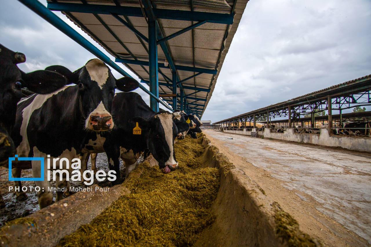 نبرد بازارگاه با رباتها نبرد بازارگاه با رباتها