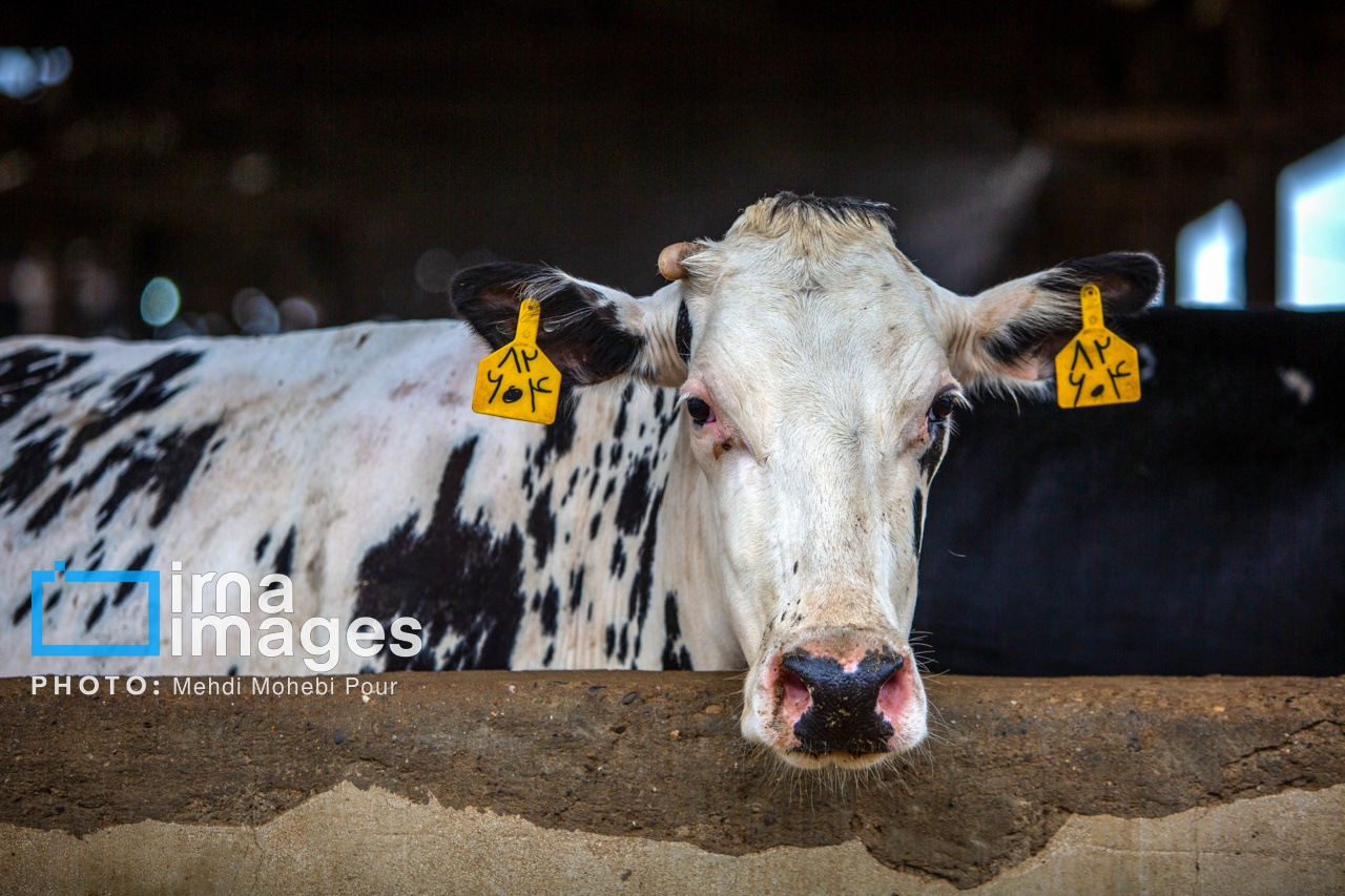 صادرات ۶۰ هزار دُز مواد ژنتیکی دامی به سه کشور/ آغاز مذاکره با روسیه صادرات ۶۰ هزار دُز مواد ژنتیکی دامی به سه کشور/ آغاز مذاکره با روسیه