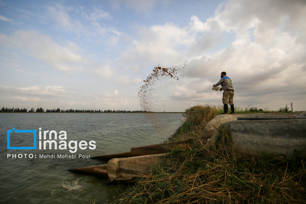 توسعه شیلات در حاشیه رودخانههای آذربایجانشرقی نیاز مردم به مواد پروتئینی را تامین میکند