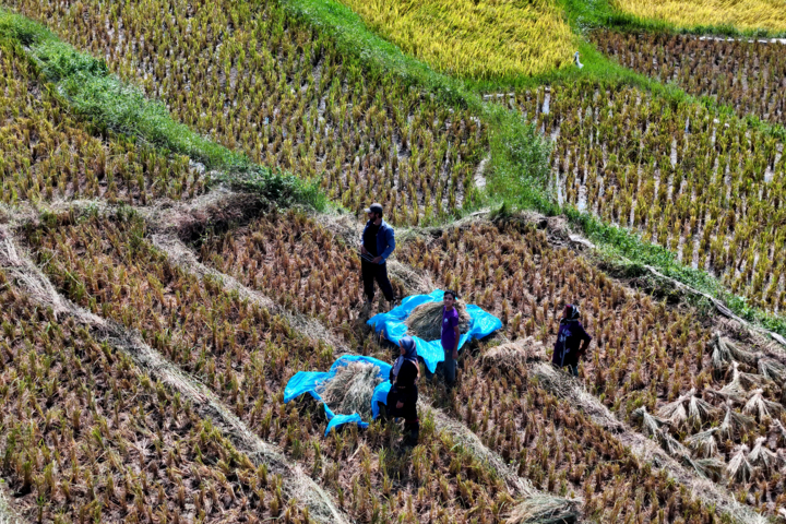 تحلیلی بر علل کاهش زمین‌های کشاورزی شمال