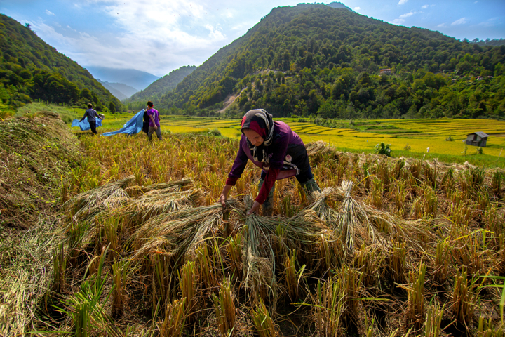 افزون بر ۱۵۰۰ متر مربع از اراضی کشاورزی بهشهر به چرخه تولید بازگشت
